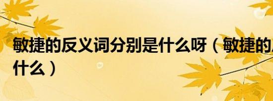 敏捷的反义词分别是什么呀（敏捷的反义词是什么）