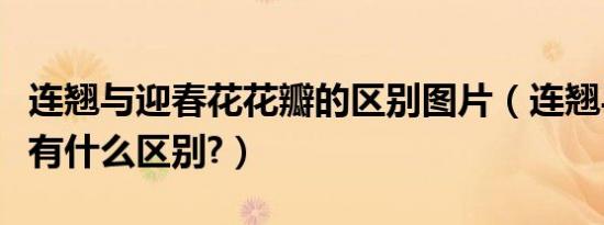 连翘与迎春花花瓣的区别图片（连翘与迎春花有什么区别?）