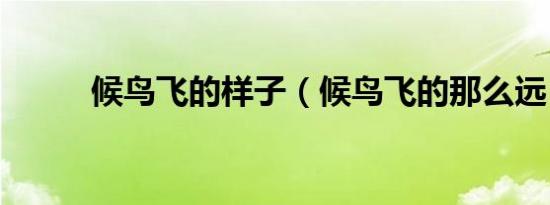 候鸟飞的样子（候鸟飞的那么远）