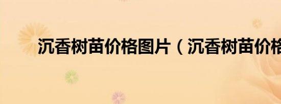 沉香树苗价格图片（沉香树苗价格）