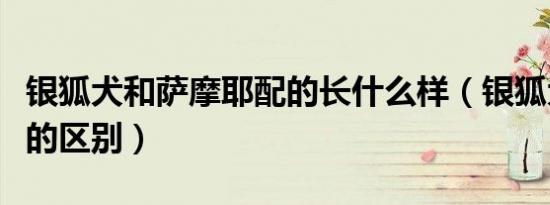 银狐犬和萨摩耶配的长什么样（银狐犬和萨摩的区别）