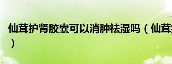 仙茸护肾胶囊可以消肿祛湿吗（仙茸护肾胶囊）