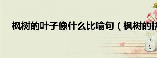 枫树的叶子像什么比喻句（枫树的拼音）