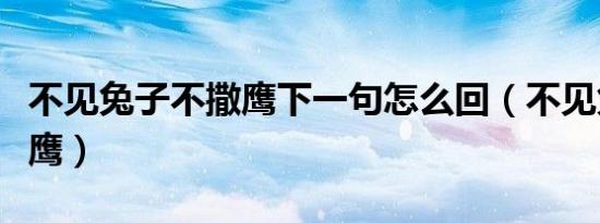 不见兔子不撒鹰下一句怎么回（不见兔子不撒鹰）