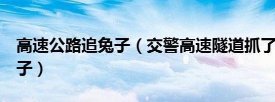 高速公路追兔子（交警高速隧道抓了1小时兔子）