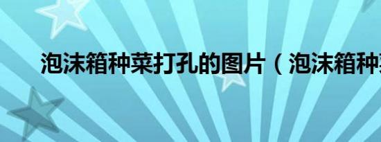 泡沫箱种菜打孔的图片（泡沫箱种菜）